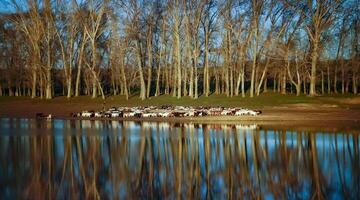 Scenic view, a herd of sheep and goats walking along the shore of a small lake photo