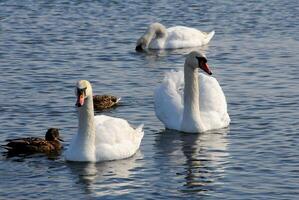 Birds of Ukraine. Swans, gulls and ducks - wintering waterfowl in the Black Sea photo