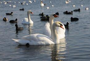 Birds of Ukraine. Swans, gulls and ducks - wintering waterfowl in the Black Sea photo