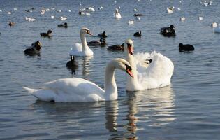Birds of Ukraine. Swans, gulls and ducks - wintering waterfowl in the Black Sea photo