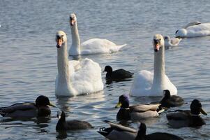 Birds of Ukraine. Swans, gulls and ducks - wintering waterfowl in the Black Sea photo