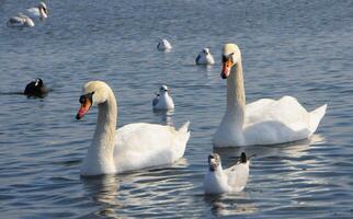 Swans - wintering waterfowl in the Black Sea photo