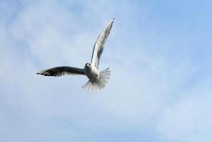Birds of Ukraine.Gulls fly against the blue sky. Wintering waterfowl photo