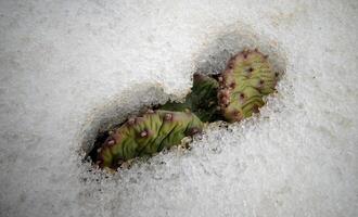 Hibernating in the open ground cacti, in the spring under the snow photo