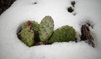 Hibernating in the open ground cacti, in the spring under the snow photo