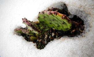 Hibernating in the open ground cacti, in the spring under the snow photo