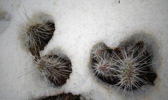 Hibernating in the open ground cacti, in the spring under the snow photo