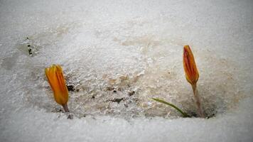 Crocuses, spring flowers sprout from the snow photo
