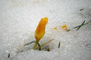 Crocuses, spring flowers sprout from the snow photo