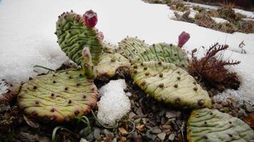 Hibernating in the open ground cacti, in the spring under the snow photo