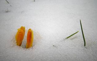 Crocuses, spring flowers sprout from the snow photo