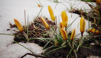 Crocuses, spring flowers sprout from the snow photo