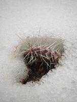 Hibernating in the open ground cacti, in the spring under the snow photo
