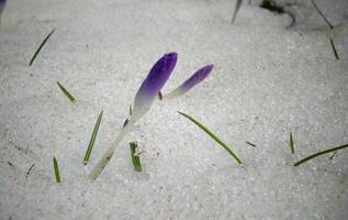 Crocuses, spring flowers sprout from the snow photo
