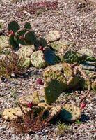 Red fruits with seeds of Opuntia overwintered under the snow in the botanical garden photo
