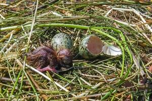 Chlidonias hybrida, newly hatched chick on floating algae in Kugurluy lake photo
