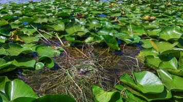 Chlidonias hybrida, nest on floating algae with eggs in Kugurluy lake photo