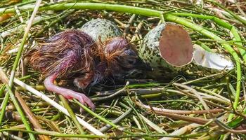 Chlidonias hybrida, newly hatched chick on floating algae in Kugurluy lake photo