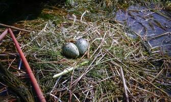 Chlidonias hybrida, nest on floating algae with eggs in Kugurluy lake photo