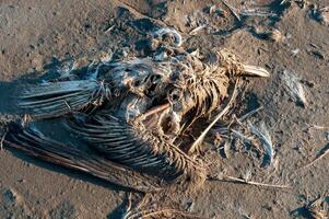 Dead bird on the muddy shore of the Kuyalnik estuary. photo