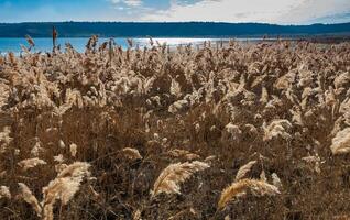 Dry reed with fluffy panicles with seeds against the background of the Tiligul estuary photo