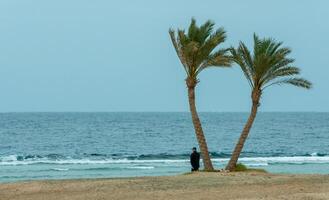 EGYPT, MARSA ALAM - FEBRUARY 27, 2019 Lonely palm trees on the shore near the coral reef against the background of the cloudy sky photo