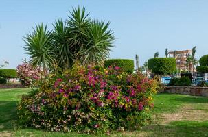 A group of flowering plants and yucca at a hotel in Marsa Alama, Egypt photo