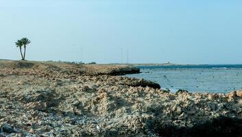 Palm trees on the Red Sea near the hotel in Marsa Alama, Egypt photo