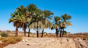 Palm trees on the territory of the preserved ruins of an ancient Egyptian temple in Luxor, Egypt photo