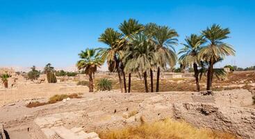 Palm trees on the territory of the preserved ruins of an ancient Egyptian temple in Luxor, Egypt photo