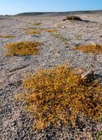 Yellow succulent salt tolerant plant in the Egyptian desert near the shore of the Red Sea photo
