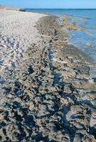 Coral shallow water at low tide along the coast of the Red Sea photo