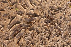 Dry cracked red clay in the desert in the bed of a dried up water stream, Egypt photo