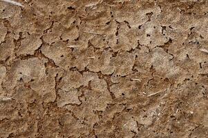 Dry cracked red clay with salt crystals in the desert in the bed of a dried up stream photo