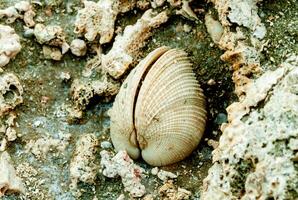 The shell of a dead bivalve mollusk, ingrown into a coral monolith on the shores of the Red Sea, Egypt photo
