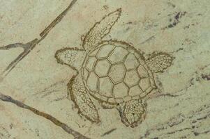 Silhouette of a sea turtle on the sidewalk near the hotel in Marsa Alama, Egypt photo