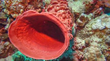Large pink sponge on a colorful coral reef in the Red Sea photo