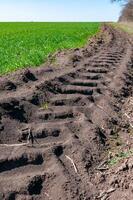 Tractor tracks on the ground near a field with young green winter wheat, Ukraine photo