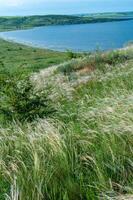 Ukrainian feather grass steppe, Bunchgrass species -Stipa capillata photo