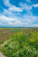 Blooming steppe, red poppy flowers and medicinal chamomile, Ukraine photo
