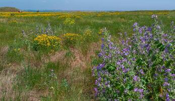 matorrales de salvaje malva y hypericum perforatum floración en berezan isla, Ucrania foto