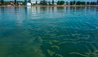 Algae float on the surface of the water in the Black Sea, a toxic blue-green algae Nodularia spumigena photo