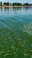 Algae float on the surface of the water in the Black Sea, a toxic blue-green algae Nodularia spumigena photo