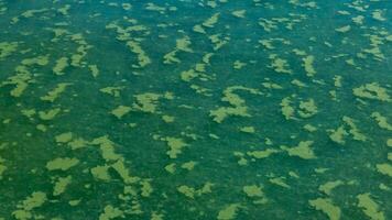 Algae float on the surface of the water in the Black Sea, a toxic blue-green algae Nodularia spumigena photo