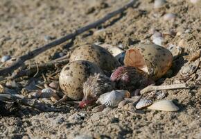 Sandwich tern Thalasseus sandvicensis, tern chick in the nest, Tiligulskiy estuary, Ukraine photo