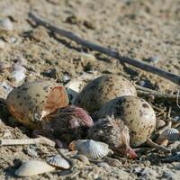Sandwich tern Thalasseus sandvicensis, tern chick in the nest, Tiligulskiy estuary, Ukraine photo