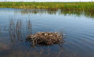 Nest from plant branches with eggs in the shallow water of the Tiligul estuary, Ukraine photo