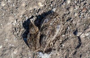 Sandwich tern Thalasseus sandvicensis, nestling mimics against the background of gray earth on the bank photo