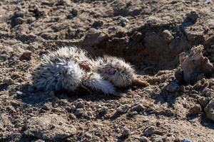 Sandwich tern Thalasseus sandvicensis, tern chick in the nest, Tiligulskiy estuary, Ukraine photo