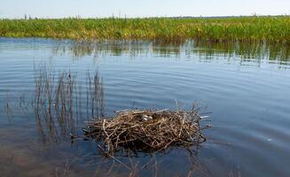 Nest from plant branches with eggs in the shallow water of the Tiligul estuary, Ukraine photo